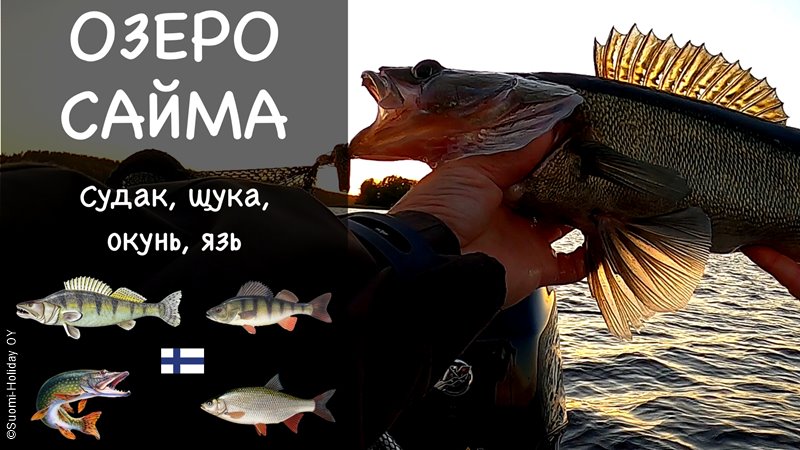 Рыбалка в Финляндии. Озеро Сайма. Отчет о рыбалке
